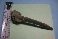 藏品(魚骨)的圖片